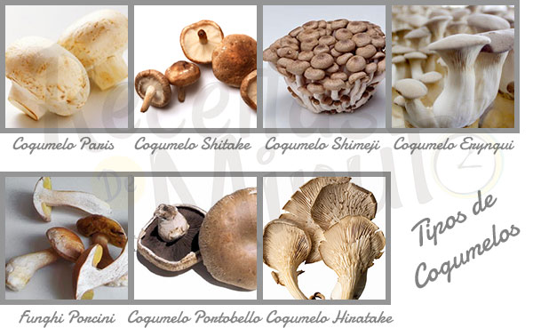 Veja diferentes formas de apreciar cogumelos no Djapa