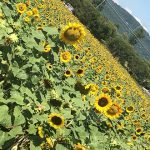 Eventos e Festivais no Estados Unidos