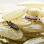 Os Carunchos querem roubar nossa cozinha. E agora?