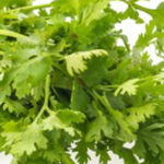 O Delicioso Sabor Nordestino do Coentro!